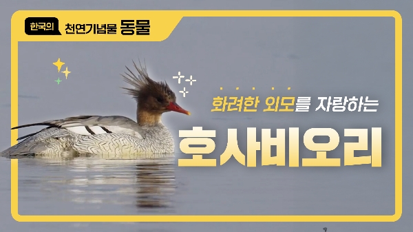 화려한 외모를 자랑하는 <!HS>호사비오리<!HE>